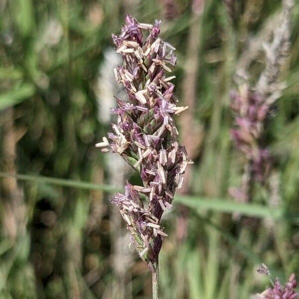 Aeluropus littoralis Flower