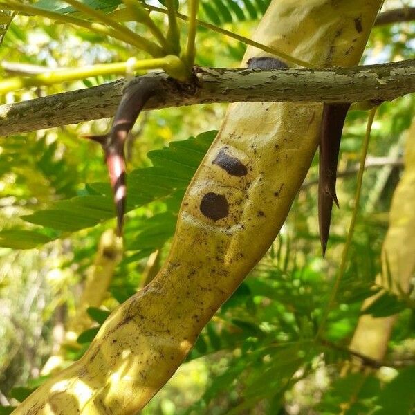 Gleditsia triacanthos Sonstige