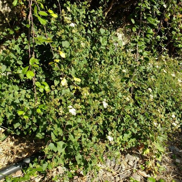 Ageratina adenophora Habit