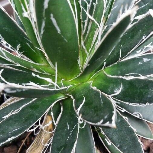 Agave toumeyana Leaf