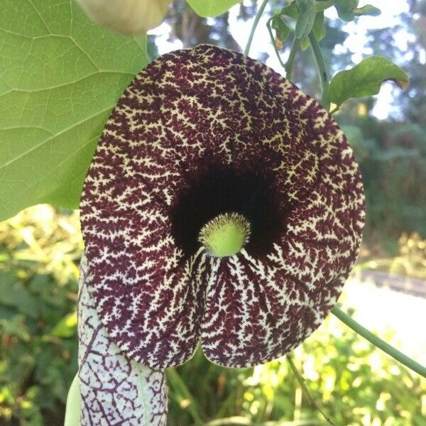 Aristolochia elegans Cvet