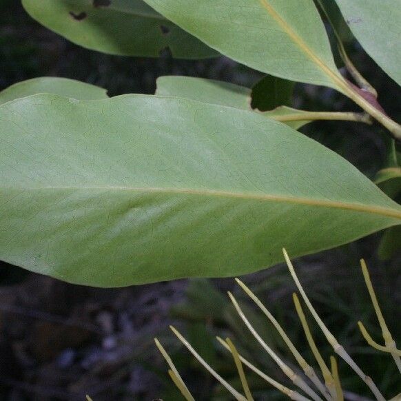 Virotia neurophylla Folio