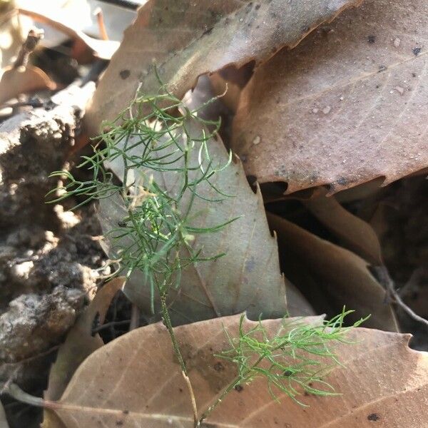 Asparagus racemosus Hostoa