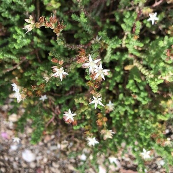 Sedum griseum ফুল