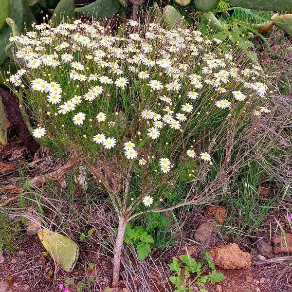 Argyranthemum tenerifae Кветка