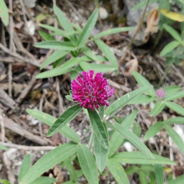 Trifolium alpestre Квітка