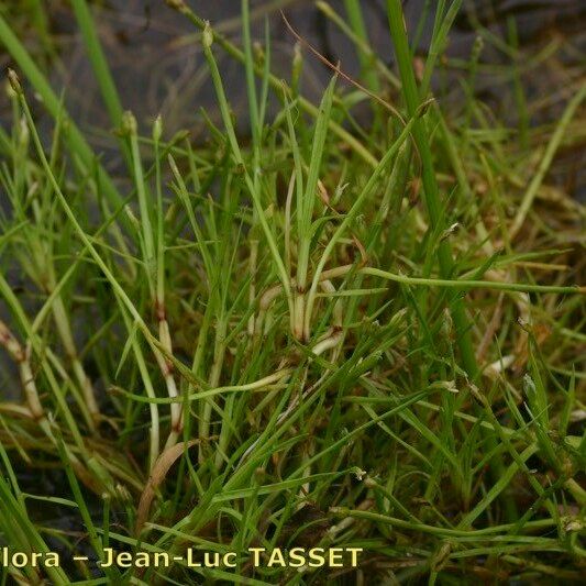 Isolepis fluitans Other