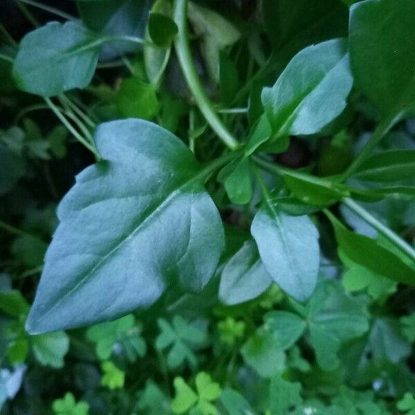 Senecio angulatus Frunză