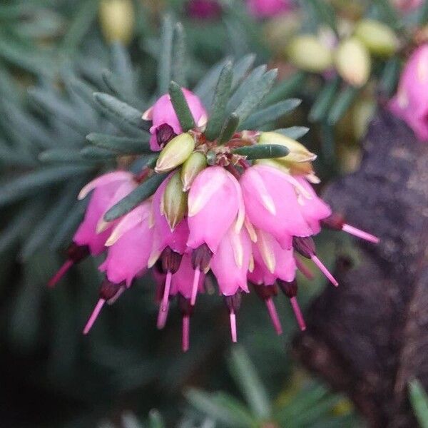 Erica carnea Blomst