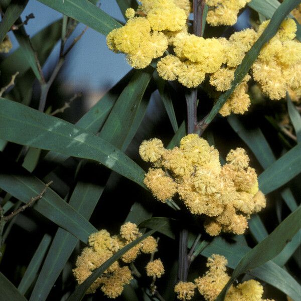 Acacia retinodes Blomst