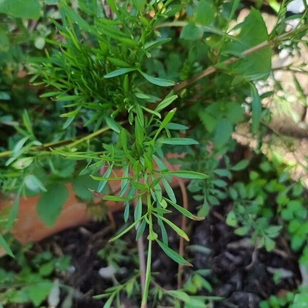 Cosmos caudatus Blad