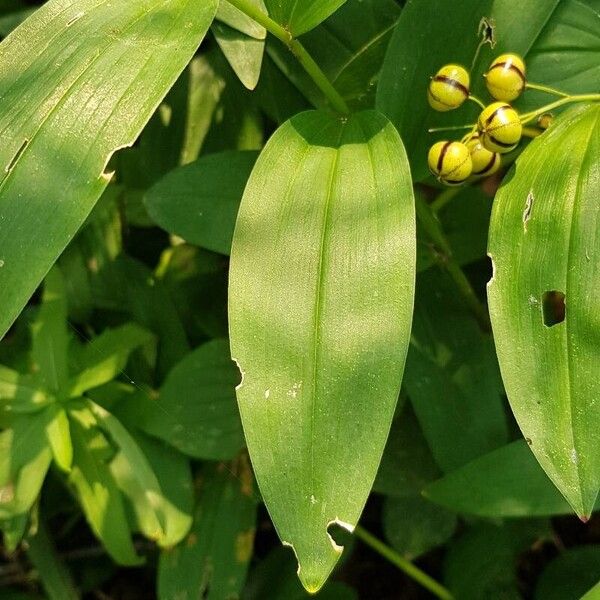 Maianthemum stellatum Blad