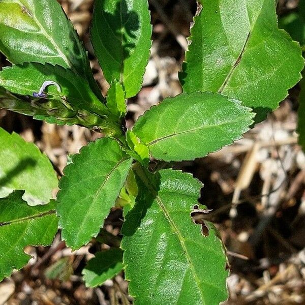 Stachytarpheta jamaicensis Leaf
