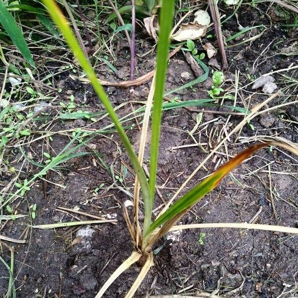 Cyperus difformis Blatt