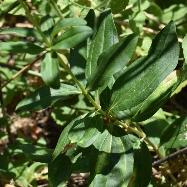 Saponaria officinalis Folla