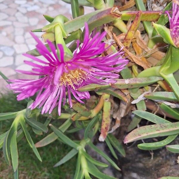 Carpobrotus edulis Flor