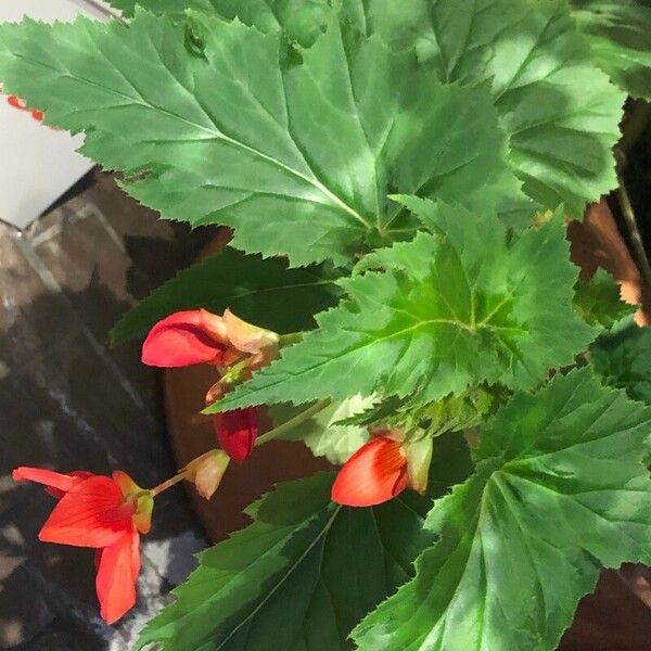 Begonia grandis Leaf