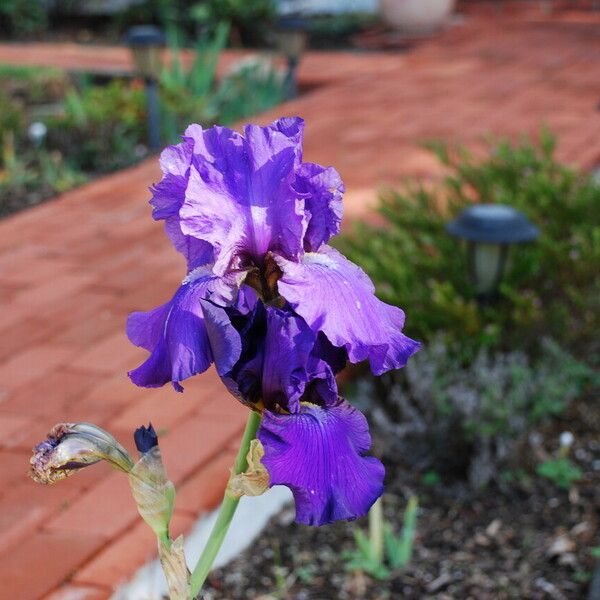 Iris × germanica പുഷ്പം