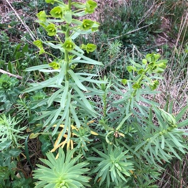 Euphorbia segetalis Leaf