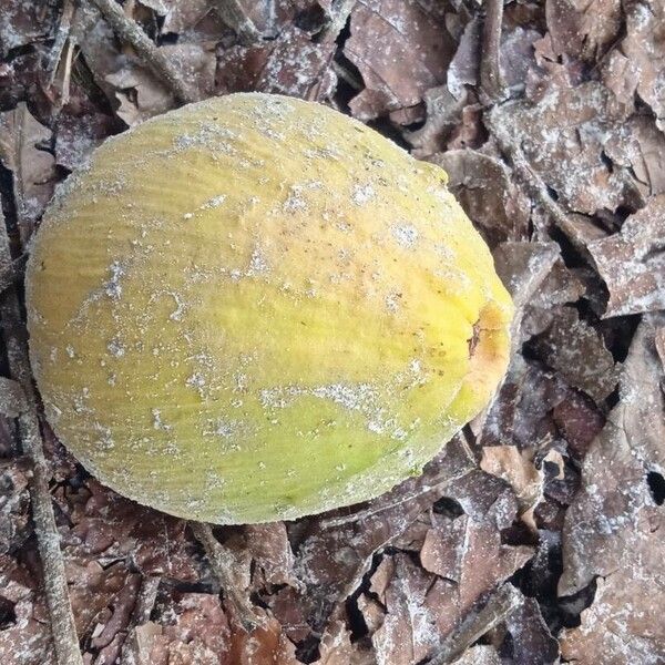 Sandoricum koetjape Fruit