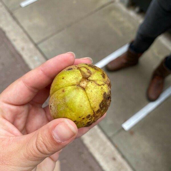 Carya laciniosa Frukto