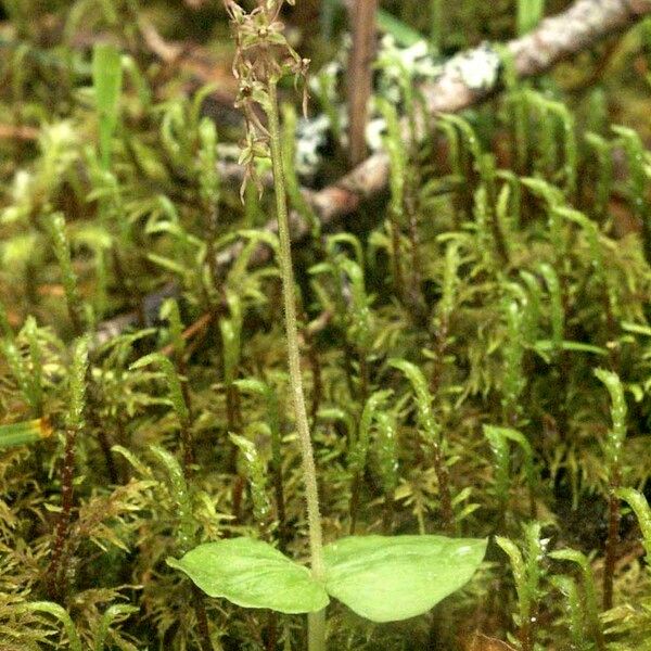 Neottia cordata Ostatní