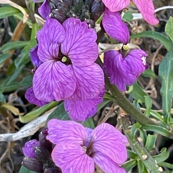 Erysimum linifolium Flower