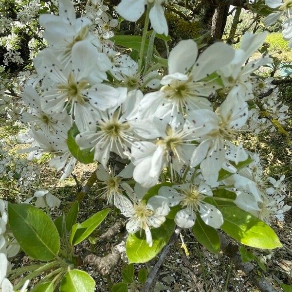 Pyrus spinosa Flor