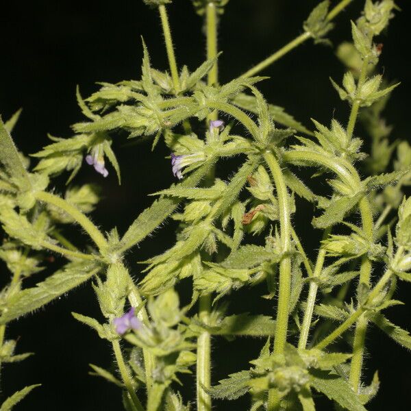 Stemodia durantifolia Цветок