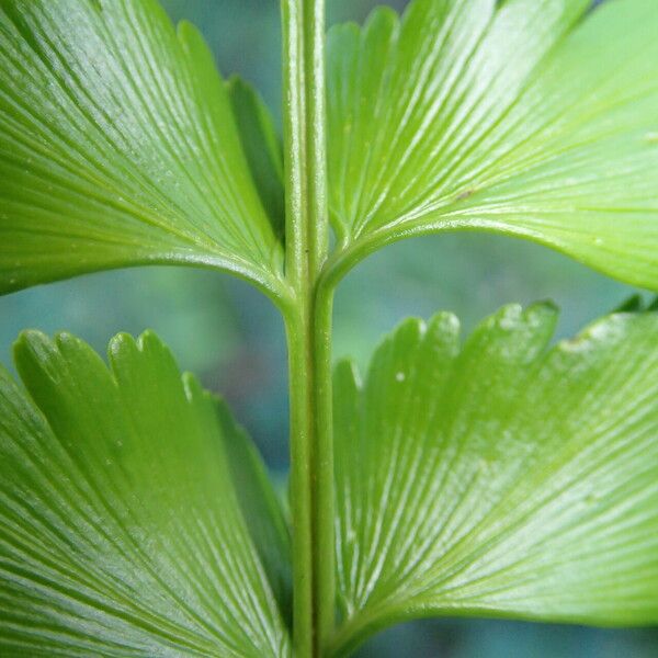 Asplenium stuhlmannii Leaf