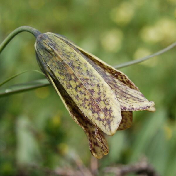 Fritillaria cirrhosa Kvet