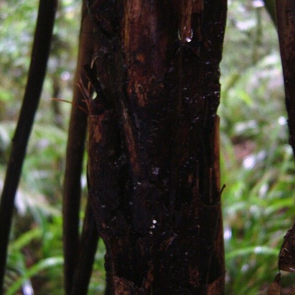 Cyathea glaziovii Bark