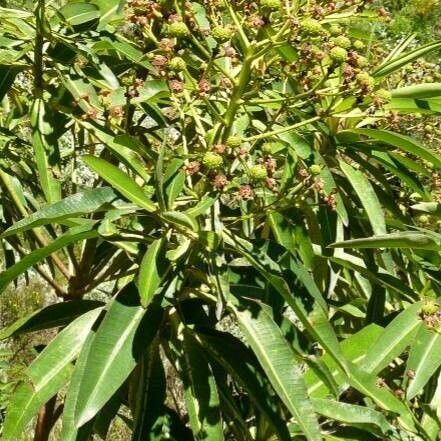 Euphorbia mellifera Alkat (teljes növény)