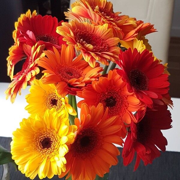 Gerbera spp. Flower