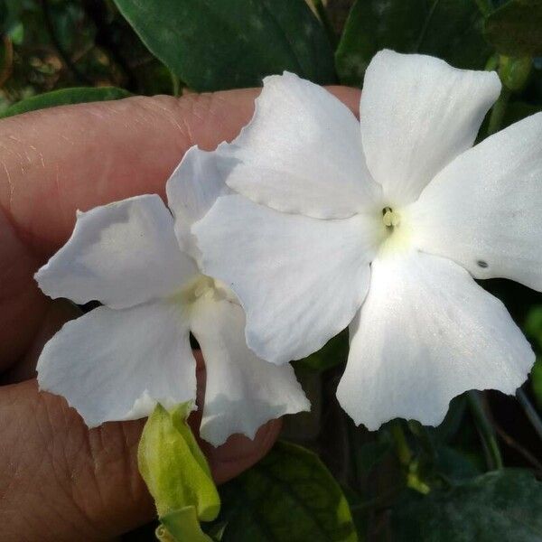 Thunbergia fragrans Žiedas