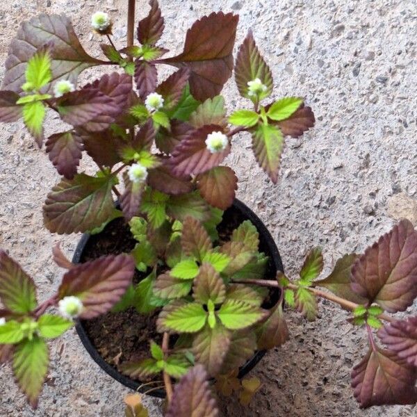 Lippia dulcis Leaf