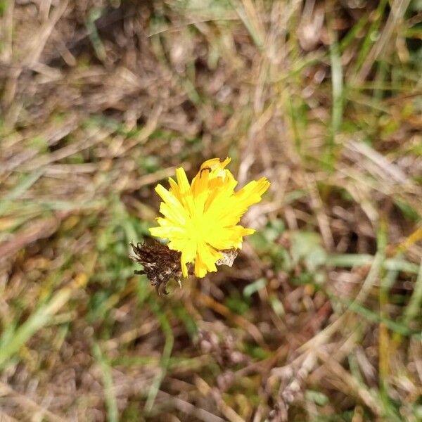 Scorzoneroides autumnalis Žiedas