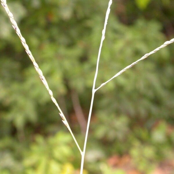 Digitaria filiformis Fruit