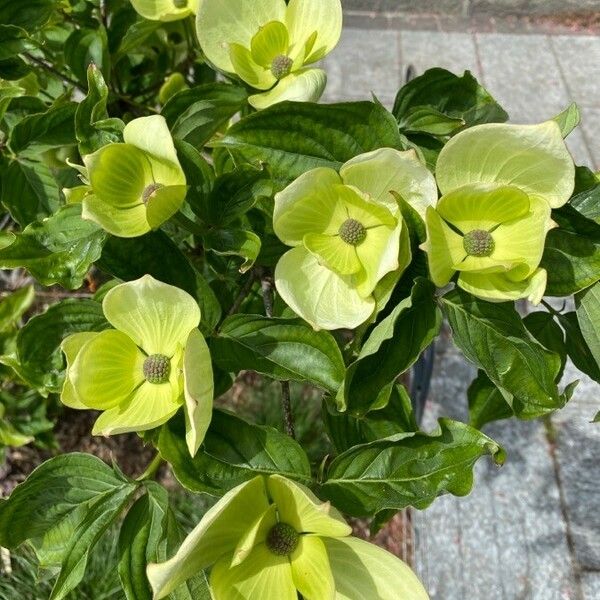 Cornus florida Flower