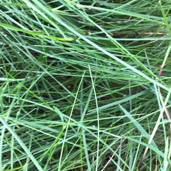 Festuca rubra Leaf