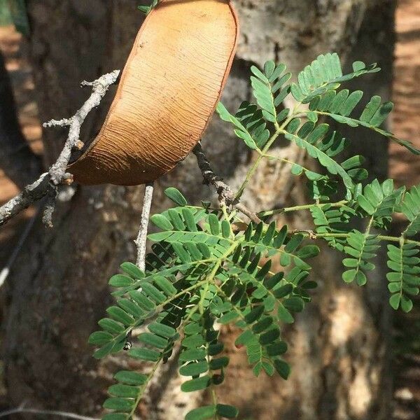 Albizia forbesii Plod