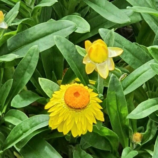 Xerochrysum bracteatum Fiore