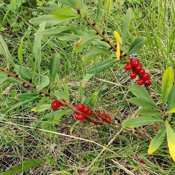 Daphne mezereum Fruto