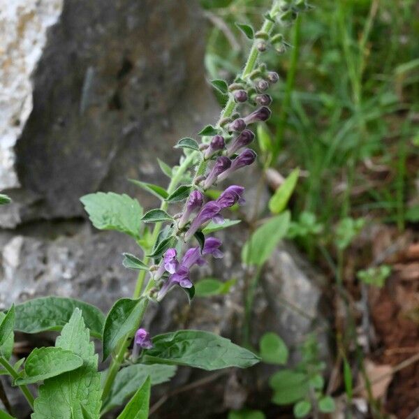 Scutellaria columnae Λουλούδι