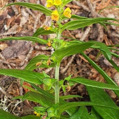 Melampyrum sylvaticum Flor