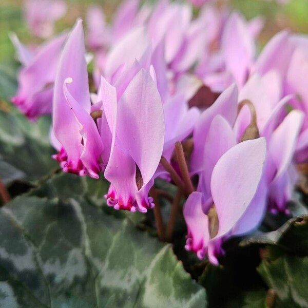 Cyclamen hederifolium Blomst