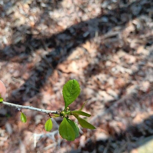 Ilex decidua Leaf