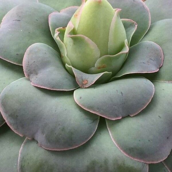 Aeonium aureum Leaf