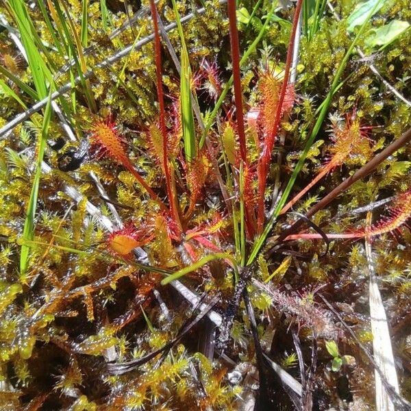 Drosera anglica Hábito