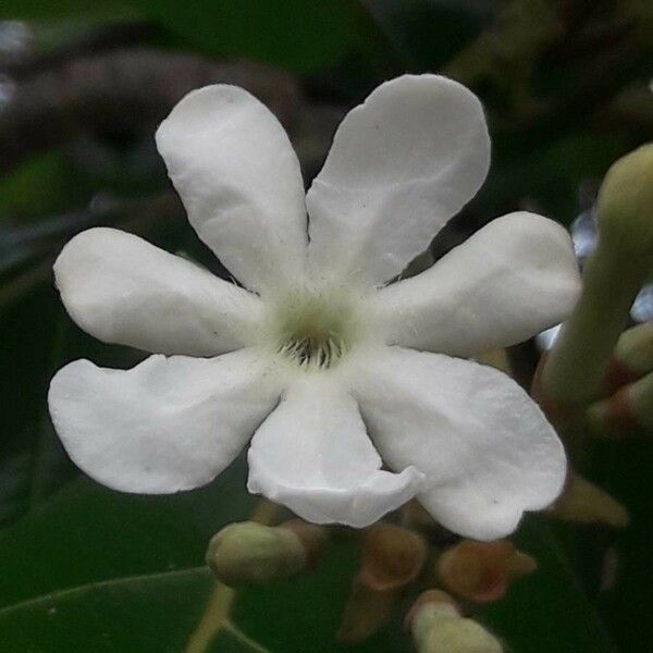 Guettarda speciosa Flower